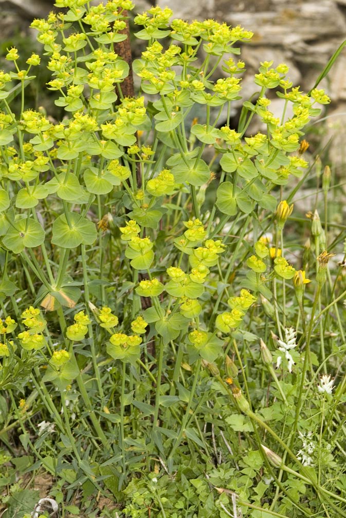Euphorbia serrata / Euforbia dentata